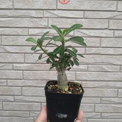 【塊根植物】アデニウム　オベスム