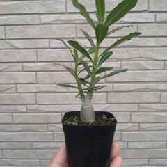 【塊根植物】アデニウム　オベスムの画像