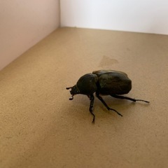 サビイロカブト♂1、♀3の画像