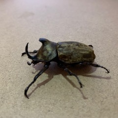 サビイロカブト♂1、♀3