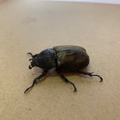 サビイロカブト♂1、♀3の画像