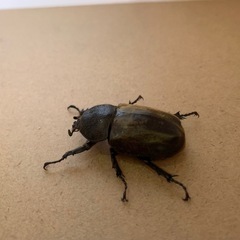 サビイロカブト♂1、♀3の画像
