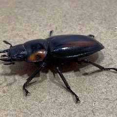 【♀単】
サバゲノコギリクワガタの画像