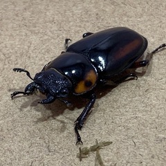 【♀単】
サバゲノコギリクワガタ