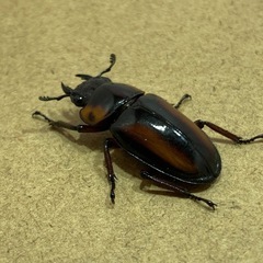 【♀単】
サバゲノコギリクワガタの画像