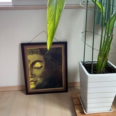 ブッダの絵画　インドからの画像