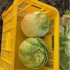 家庭菜園から農業ビジネスまで生産から販売まで教えてさせていただきます。の画像