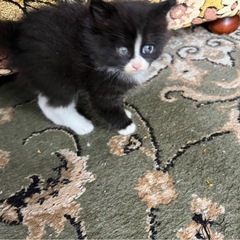 仔猫ちゃん貰ってください！！　※無事に全て里親さんが決まりました！ - 猫