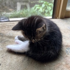 仔猫ちゃん貰ってください！！　※無事に全て里親さんが決まりました！ - 盛岡市