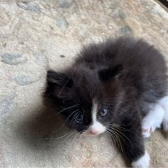 仔猫ちゃん貰ってください！！　※無事に全て里親さんが決まりました！ - 里親募集
