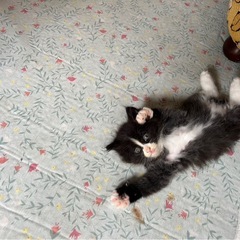 仔猫ちゃん貰ってください！！　※無事に全て里親さんが決まりました！ − 岩手県
