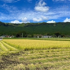 令和6年度産 お米 新米 コシヒカリ30kg