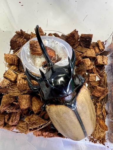 タイ便、フィリピン便　入荷！　ゴホンツノカブト、パラワンetc