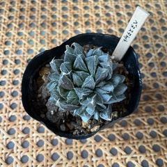 ベヌスタハイブリッド【ジュエルプランツ】ハオルチア属　多肉植物　...