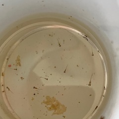 ミックスのメダカの針子 