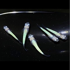 緑光メダカ　幼魚10匹