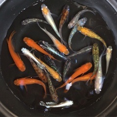 終了⭐️ミックスメダカ⭐️20匹＋αオマケの画像
