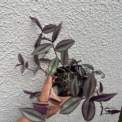 ✴︎トラディスカンチア✴︎観葉植物　ハンギングがおすすめ。