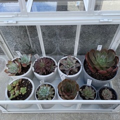 多肉植物が好きな方