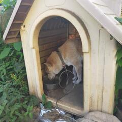 今、トライアル中⚠️⚠️里親急ぎで探してます。豆柴犬オス9歳🐶🐶🐶 - 千葉市