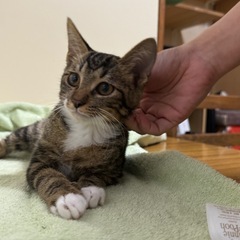 子猫ちゃん保護しました。里親さんを募集します♪
