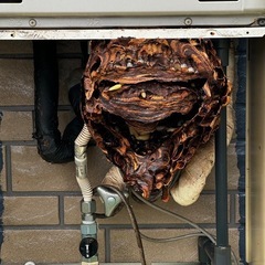 ハチ駆除🐝無料相談見積り🐝地域最安値🐝の画像