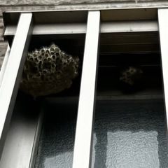 ハチ駆除🐝無料相談見積り🐝地域最安値🐝の画像