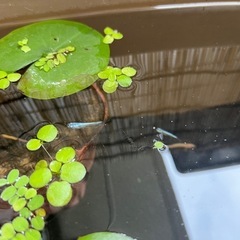 メダカ 現物 幹之系 2匹