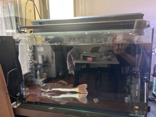 レットテールキャット　60センチ水槽込み