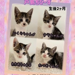 ❤️人馴れバツグン❤️2匹譲渡決定‼️2匹里親募集中