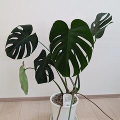 観葉植物 モンステラ デリシオーサ