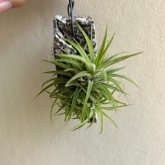 チランジア コルク着け