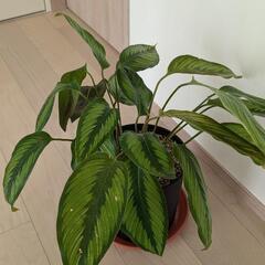 観葉植物 カラテア ビューティースター