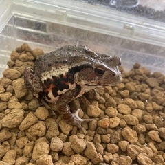 アズマヒキガエル