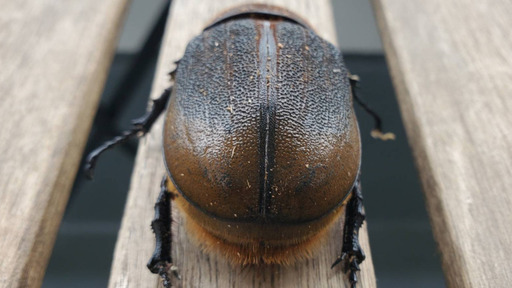 完売御礼｜!ヘラクレス・パスコアリ(バイア州)2令幼虫後期5頭 CBF2 種親137.2mm×74.0mm