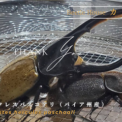 成約御礼｜ヘラクレス・パスコアリ(ブラジルバイア州)2令幼虫4頭 CBF2 種親137.2mm×74.0mm - No.2の画像