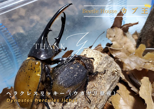 成約御礼｜レア亜種！ヘラクレス・リッキー（ペルー/ウカヤリ産）2令幼虫5頭 WF4 種親123mm×65mm