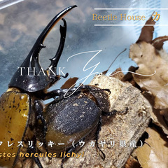 成約御礼｜レア亜種！ヘラクレス・リッキー（ペルー/ウカヤリ産）2...