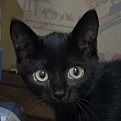 黒猫ちゃん女の子　３ヶ月