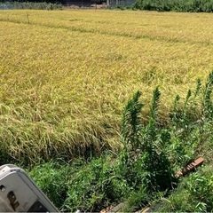 新米　コシヒカリ　お米　千葉県産　田んぼ　お餅　もち米の画像