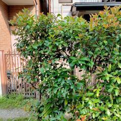 レッドロビン　垣根　生け垣　植木　