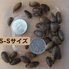 取り引き中　【郵送・ネット決済】自家繁殖のデュビアSS～MSサイ...
