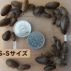 取り引き中　【郵送・ネット決済】自家繁殖のデュビアSS～MSサイズです。1匹5円から。送料250円。京都発送。まずはメッセージをお願いします。の画像