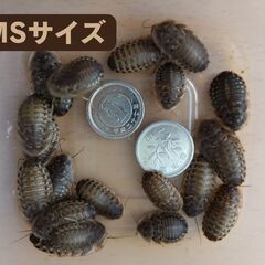 取り引き中　【郵送・ネット決済】自家繁殖のデュビアSS～MSサイズです。1匹5円から。送料250円。京都発送。まずはメッセージをお願いします。の画像