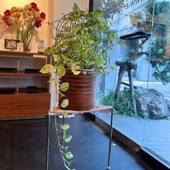 観葉植物 ポトス  班入り