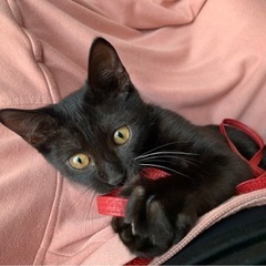 人が大好き黒猫オス　里親様決まりました