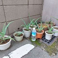 アロエ一鉢150円もしくは鉢2個下さい