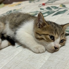 【里親募集】キジ メス 子猫2ヶ月
