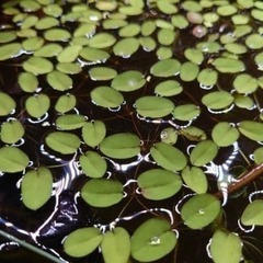 金魚水草・オオサンショウモ　アナカリス他