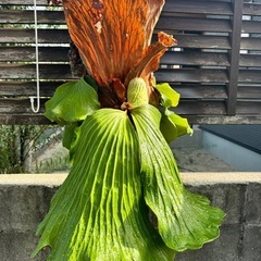 ビカクシダ　コウモリラン　エレファントティスの画像
